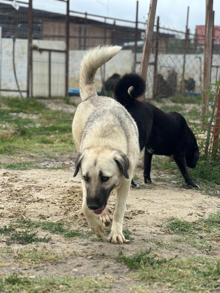 Bella