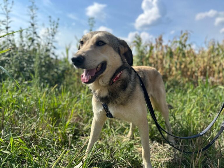 Suko