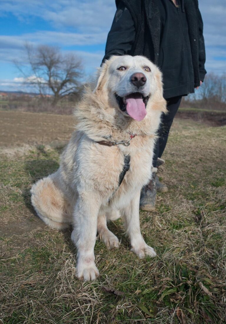 Mogli